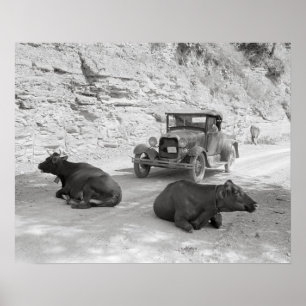 Kor som blockerar vägen, 1940. Gammalt foto Poster