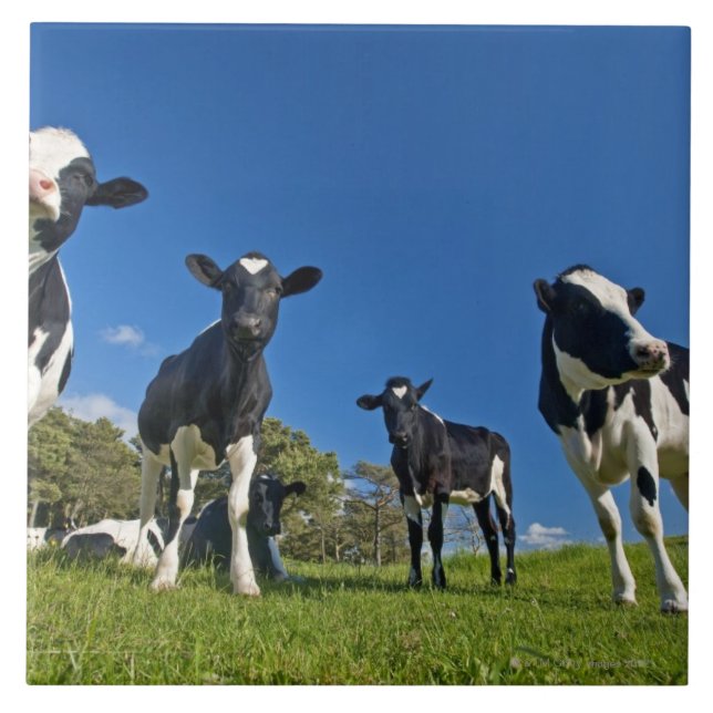 Kor som matar på, betar kakelplatta (Framsidan)