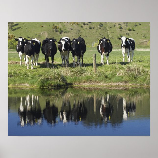 Kor som reflekteras i kanal, Henley, Taieri Plain. Poster (Framsidan)