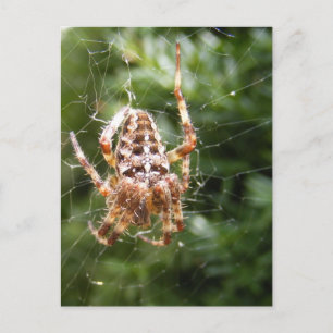 Kor Spider 132 ~ vykort