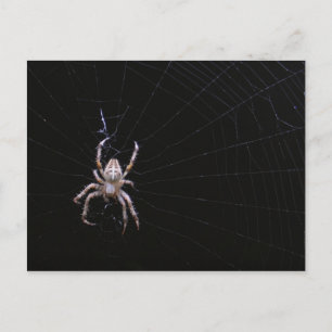 Kor spider ~ vykort