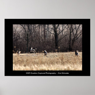 Kör Whitetail Poster