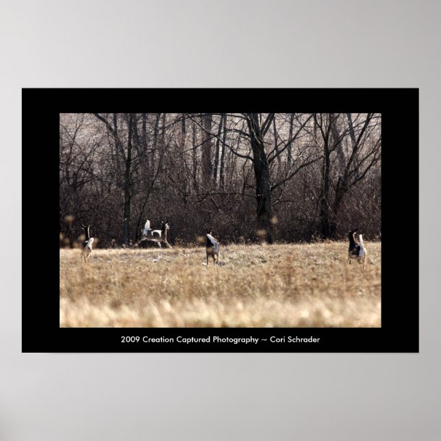 Kör Whitetail Poster (Framsidan)