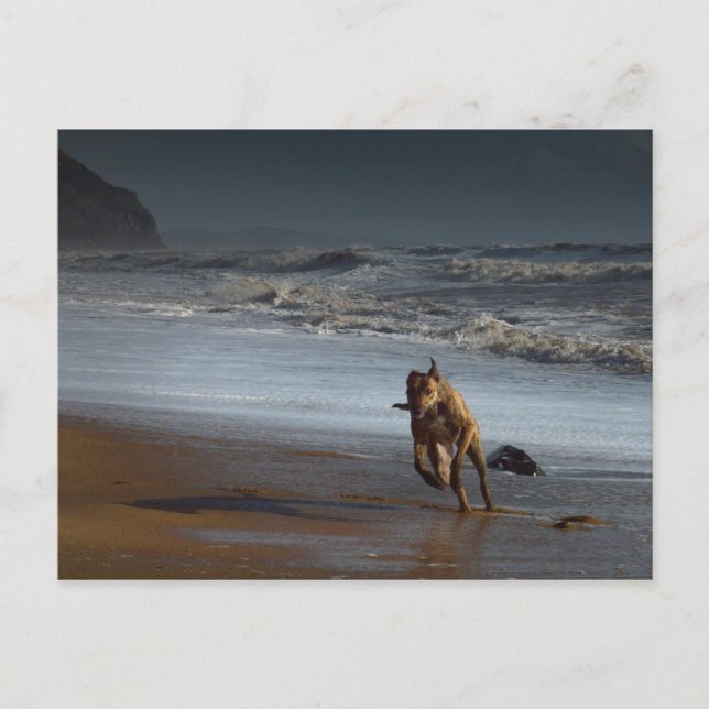 Köra Brindled Lurcher Greyhound på Beach Vykort (Framsida)