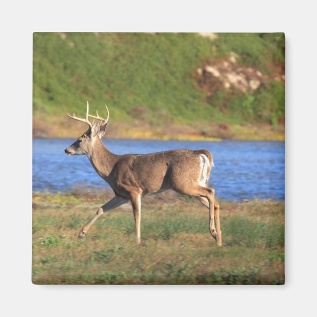 Köra Buck Magnet (Framsidan)