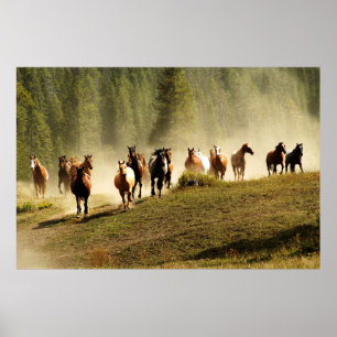 Köra hästar på Montana ranch Poster