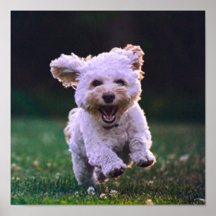 Köra Hund White Pudel Cute Poster
