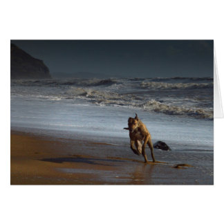 Köra Lurcher Greyhound på Beach Hälsningskort