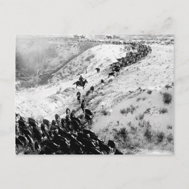 Köra nötkreatur på vintern. vykort (Framsida)