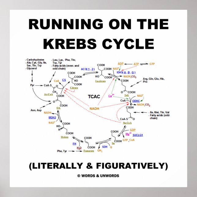Köra på Krebs-cykeln (Science Humor) Poster (Framsidan)