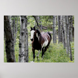 Köra Pinto Paint & Forest Horse Photo Poster