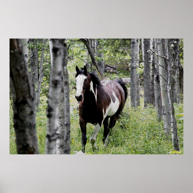 Köra Pinto Paint & Forest Horse Photo Poster (Framsidan)