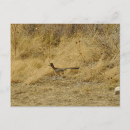 Köra Roadrunner-vykort Vykort