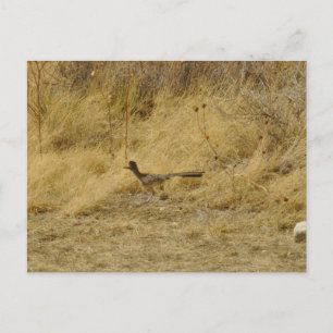 Köra Roadrunner-vykort Vykort