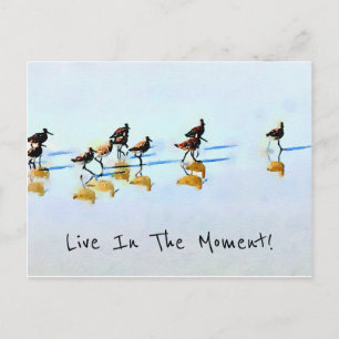 Köra Sandpipers på Hilton Head Beach Vykort