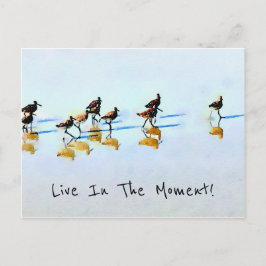 Köra Sandpipers på Hilton Head Beach Vykort