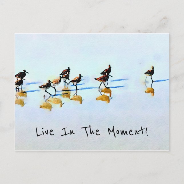 Köra Sandpipers på Hilton Head Beach Vykort (Framsida)