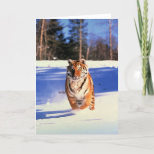 Köra tiger i snö färg-fotohälsningskort kort