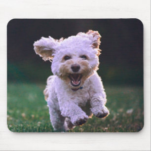Köra White Pudel Cute Hund Musmatta
