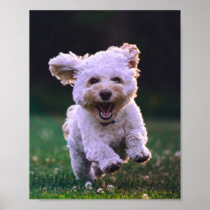 Köra White Pudel Cute Hund Poster