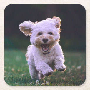 Köra White Pudel Cute Hund Underlägg Papper Kvadrat