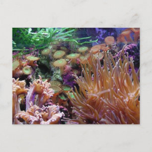 korail reef vykort