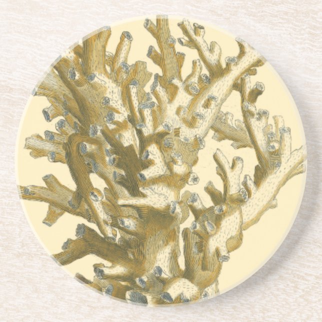 Koral av havet underlägg sandsten (Framsidan)