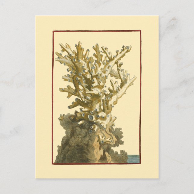 Koral av havet vykort (Framsida)