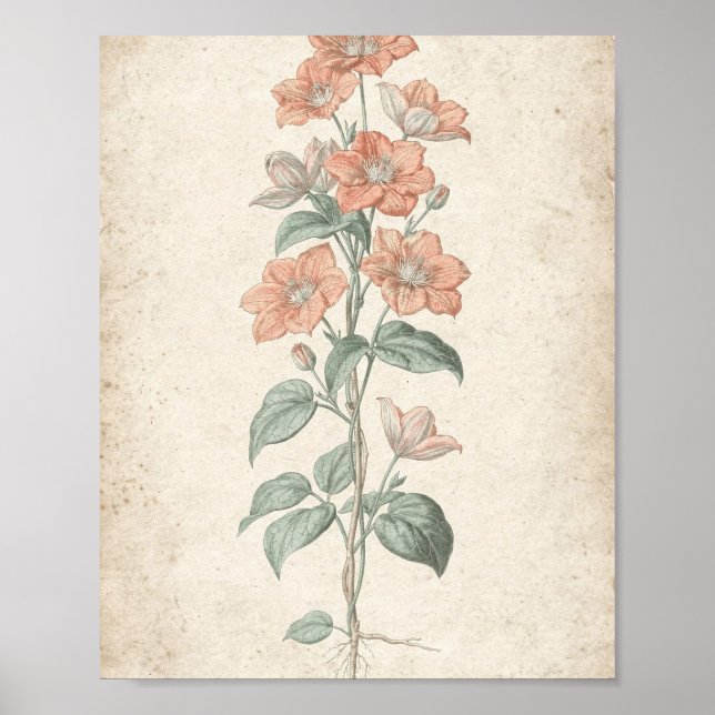Koral Clematis Vin Botanisk Konst Poster (Framsidan)