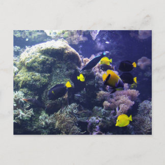 Koral-reef-fotokort Vykort