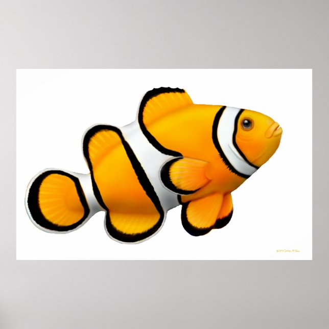 Koral Reef Percula Clownfish Poster (Framsidan)