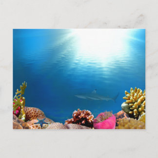 Koral Reef & Shark Vykort