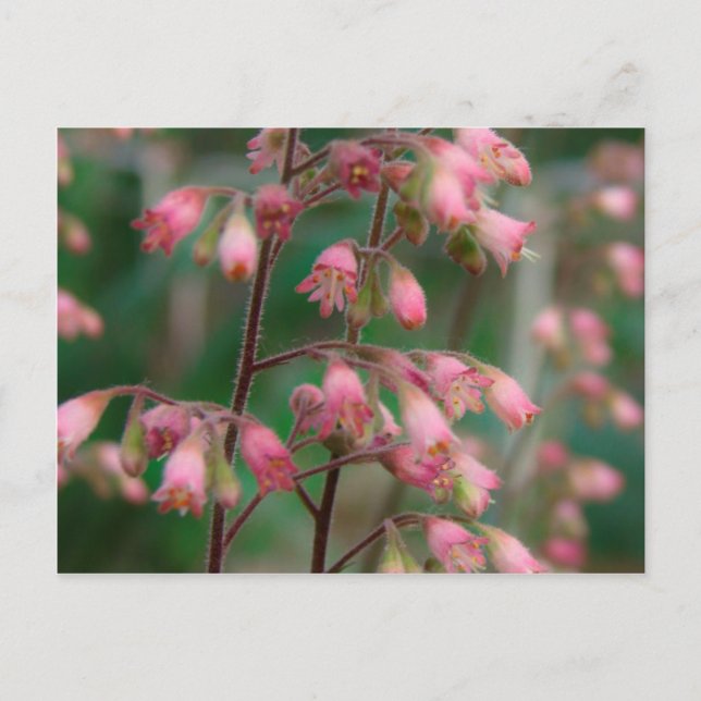 Koralbjellsblommor Vykort (Framsida)