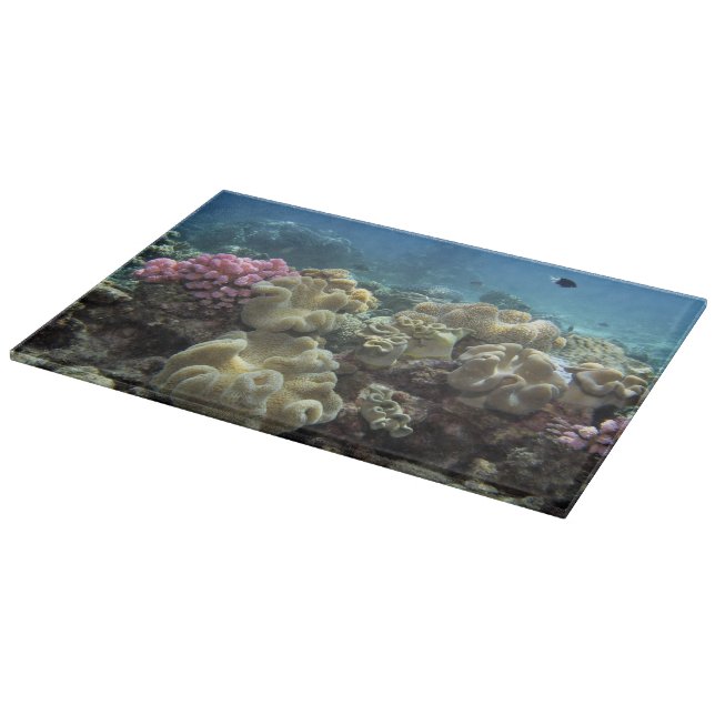 Korall, Agincourt Reef, Stora barriärrevet, (Hörn)