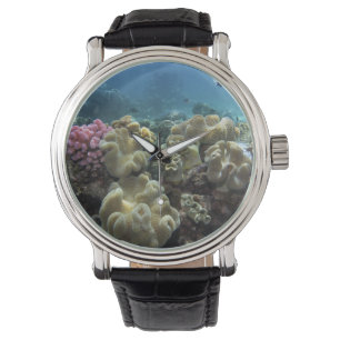 Korall, Agincourt Reef, Stora barriärrevet, Armbandsur