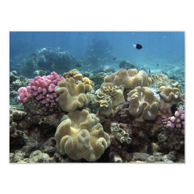 Korall, Agincourt Reef, Stora barriärrevet, Fototryck (Framsidan)