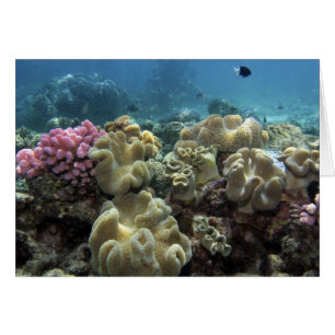 Korall, Agincourt Reef, Stora barriärrevet, Hälsningskort