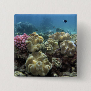 Korall, Agincourt Reef, Stora barriärrevet, Knapp