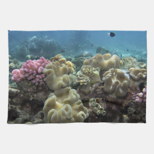Korall, Agincourt Reef, Stora barriärrevet, Kökshandduk