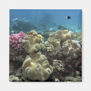 Korall, Agincourt Reef, Stora barriärrevet, Magnet