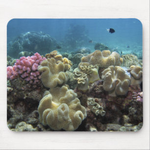 Korall, Agincourt Reef, Stora barriärrevet, Musmatta