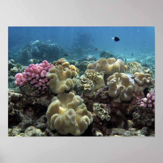 Korall, Agincourt Reef, Stora barriärrevet, Poster (Framsidan)