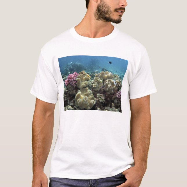 Korall, Agincourt Reef, Stora barriärrevet, Tee Shirt (Framsida)