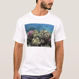 Korall, Agincourt Reef, Stora barriärrevet, Tröja