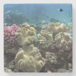 Korall, Agincourt Reef, Stora barriärrevet, Underlägg Sten