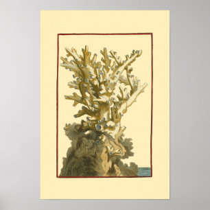 Korall av havet poster