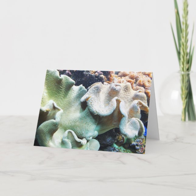 Korall av toadstoolläder helgkort (Framsida)