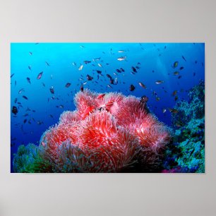 Korall för anemon för tropiska havslivrosor poster