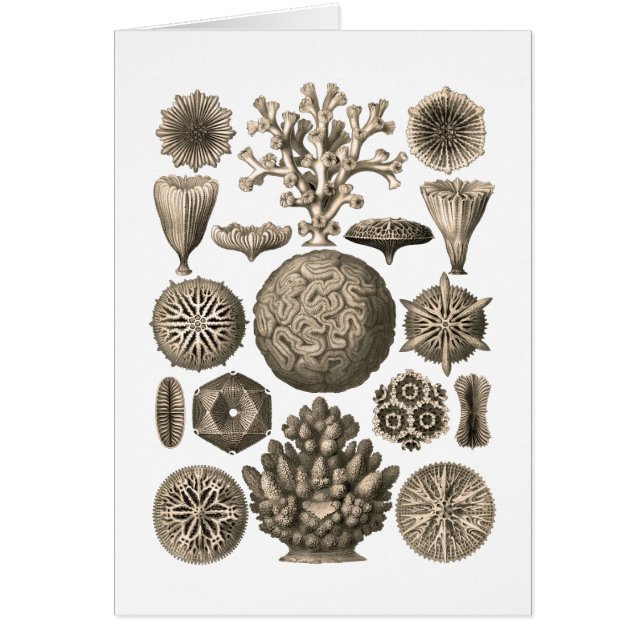 Korall Hälsningskort (Framsidan)