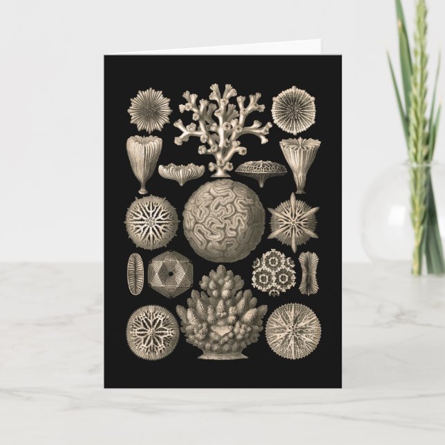 Korall Kort (Framsida)